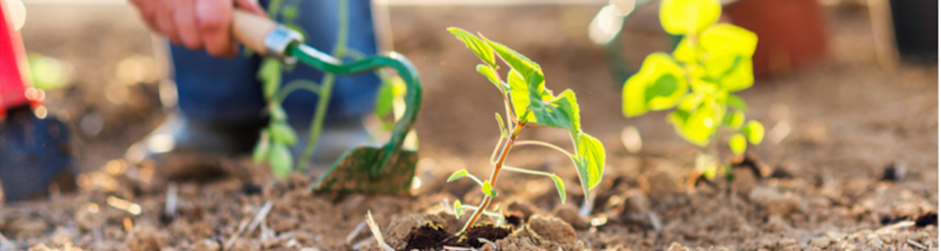 closeup on hands of farmer using a weed cutter carefully around a newly sprouted plant. [credit: uf/ifas]