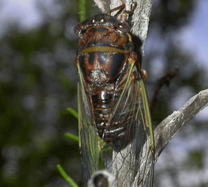 Olympic scrub cicada, Diceroprocta olympusa