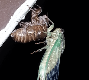 Cicada emerging from molt