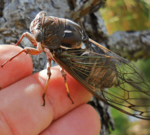 Resonant cicada, Megatibicen resonans