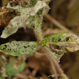 Flea beetle feeding damage, small shoot holes present on leaves of affected plant