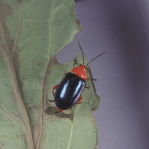 Shiny flea beetle adult on leaf, bright orange head and metallic blue body
