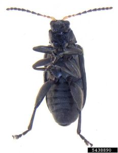 The underside of an alligatorweed flea beetle; note the enlarged femora