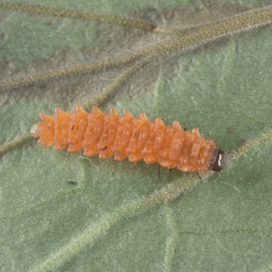 Shiny flea beetle larva, bright orange with ridges, on a leaf
