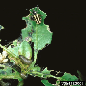 Alligatorweed flea beetle adult and larva on leaf of alligatorweed plant