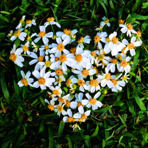 Bidens alba flowers shaped like a heart.