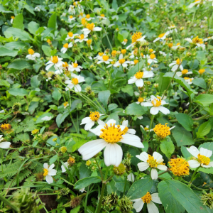 Bidens alba thriving in a mixed-mowable landscape!