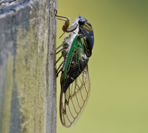 Swamp cicada, Neotibicen tibicen