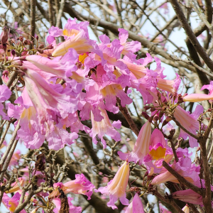 Closeup of Pink Trumpet Flowers