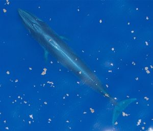 Aerial photo of a Rice's whale in the Gulf of Mexico. [CREDIT: National Oceanic and Atmospheric Administration]