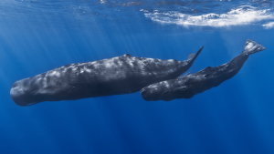 mother and baby sperm whale swim in deep-blue waters. [credit: Gabriel Barathieu, CC BY-SA 2.0 , via Wikimedia Commons]