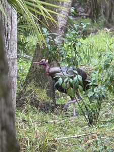 A male turkey walks through a forested area with its snood swinging.