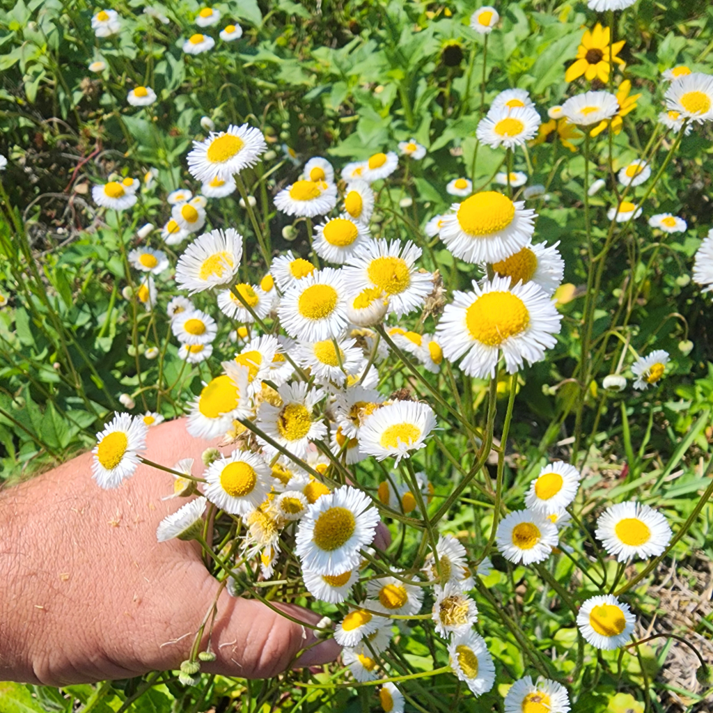 Handful of Daisy Fleabane Wildflowers. 
