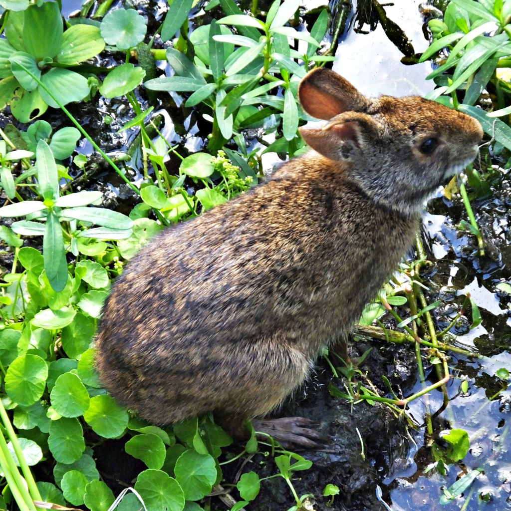 Marsh rabbit amongst some Manyflower Penny-wort