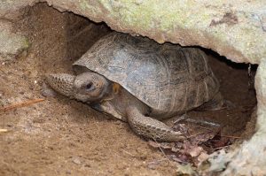 A tortoise with shovel-like front feet sits at the entrance of its burrow in sandy soil.
