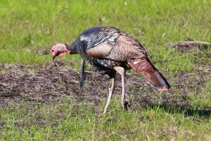 An image of an Osceola turkey bending down to forage in a muddy, grassy field.