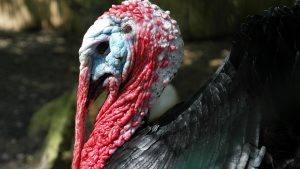 A close up image of a male wild turkey's head shows its bright blue, featherless skin, long bright red fleshy snood, and bright red, freshy wattle and caruncles.