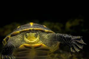 A frontal image of a freshwater turtle under water, with its webbed front foot outstretched.
