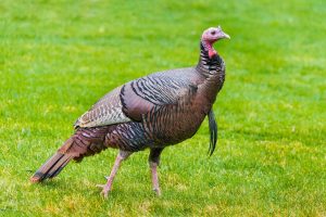 A full body image of a wild turkey shows its iridescent feathers, spurs, wattle, and beard against the backdrop of a field with short green grass.