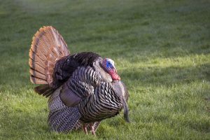 A male wild turkey in its full breeding display, with its tail feathers spread in a fan shape, and body feathers puffed out.