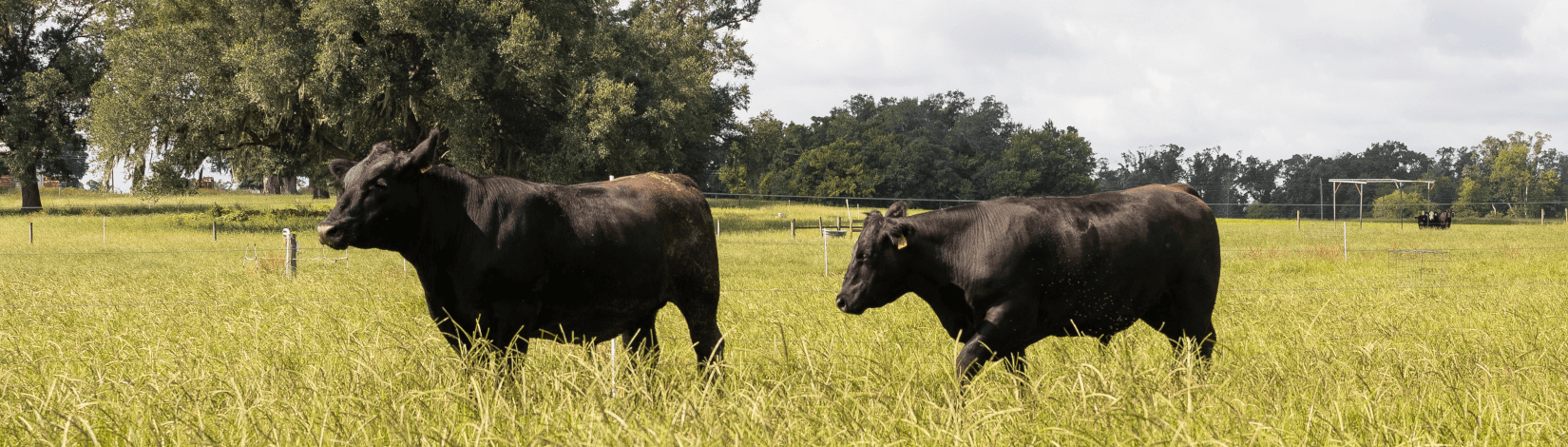 two black cattle forage in a green pasture, with trees and a tree line in the distance. [credit: uf/ifas, cat wofford]