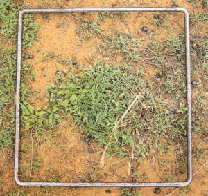 a square of piping surrounds a small section of pasture, helping to identify how much is covered by grass and other vegetation versus how much is bare soil.