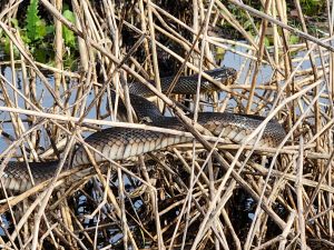 A long, dark-colored snake with a whitish belly lays draped amongst dried, brown plant stalks.