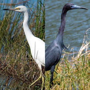 an image of a little blue heron with all white plumage and a two toned beak on the left, and an adult little blue heron with blueish-purple feathers on the right.