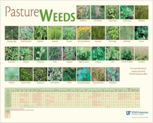 pasture weed identification chart. [credit: uf/ifas extension]