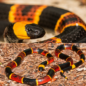 An split image with a close up photo of a coral snake's facial coloration on top, and a coral snake's full body resting atop sandy soil covered in brown pine needles and other leaves. Coral snake face has a Black snout, followed by a yellow band. The body has red and black bands separated by thin yellow bands.