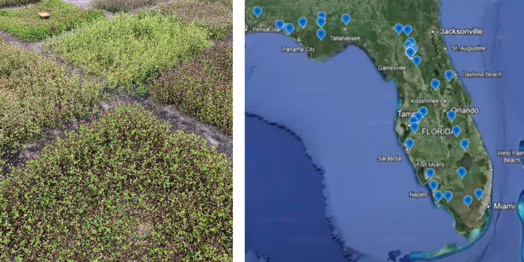 Map of Florida showing where various ecotypes were collected from.