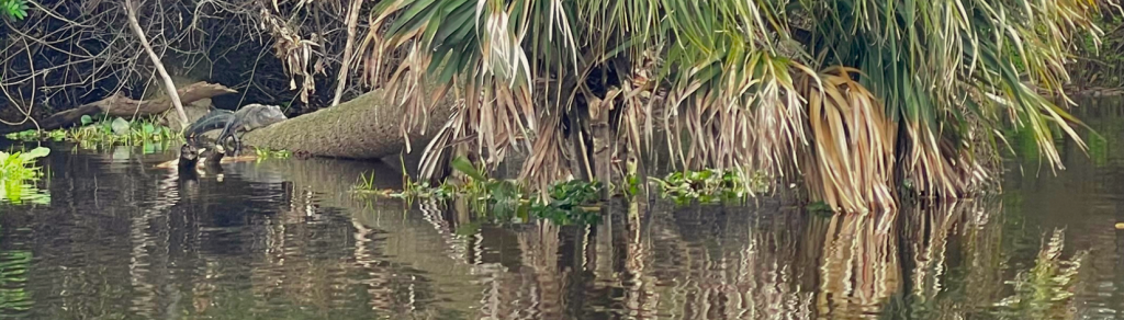 An image of a cabbage palm that has fallen into the water, with a small alligator resting atop its trunk.