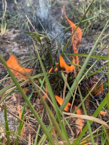 A photo of small, deep orange flames amongst blades of green grass on the ground.