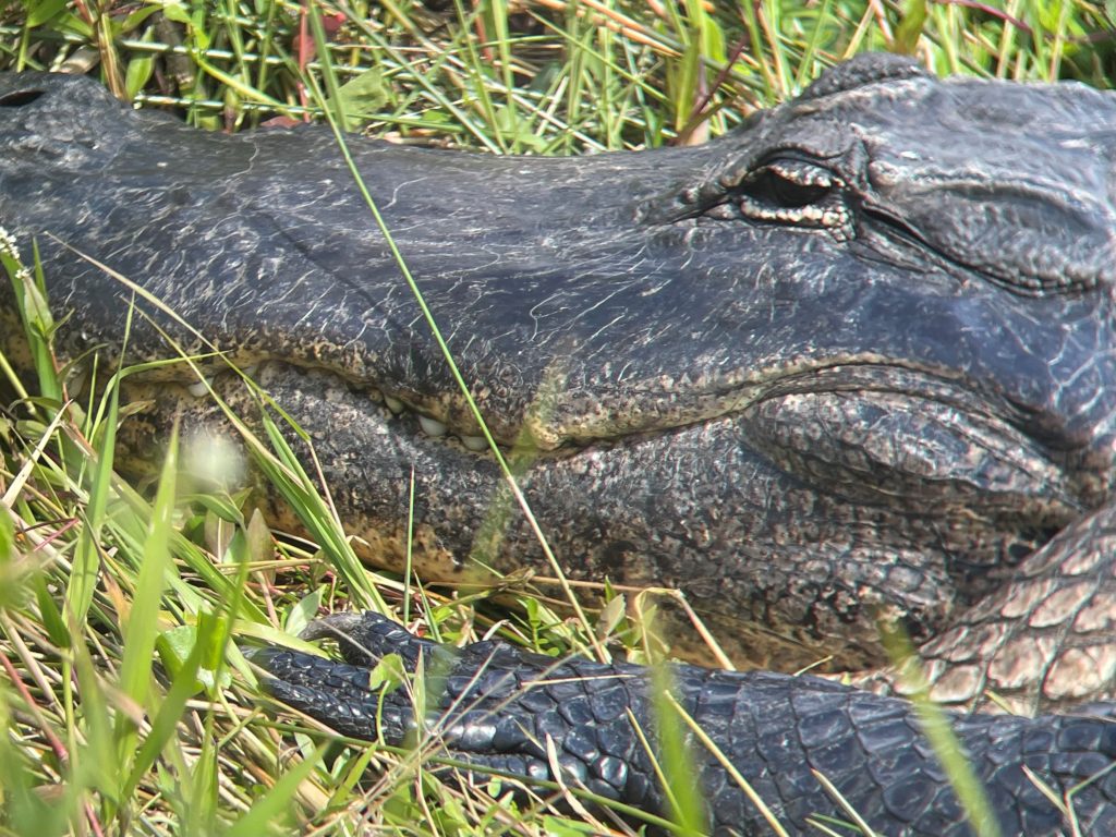 A very close image of an alligator's face and front foot.