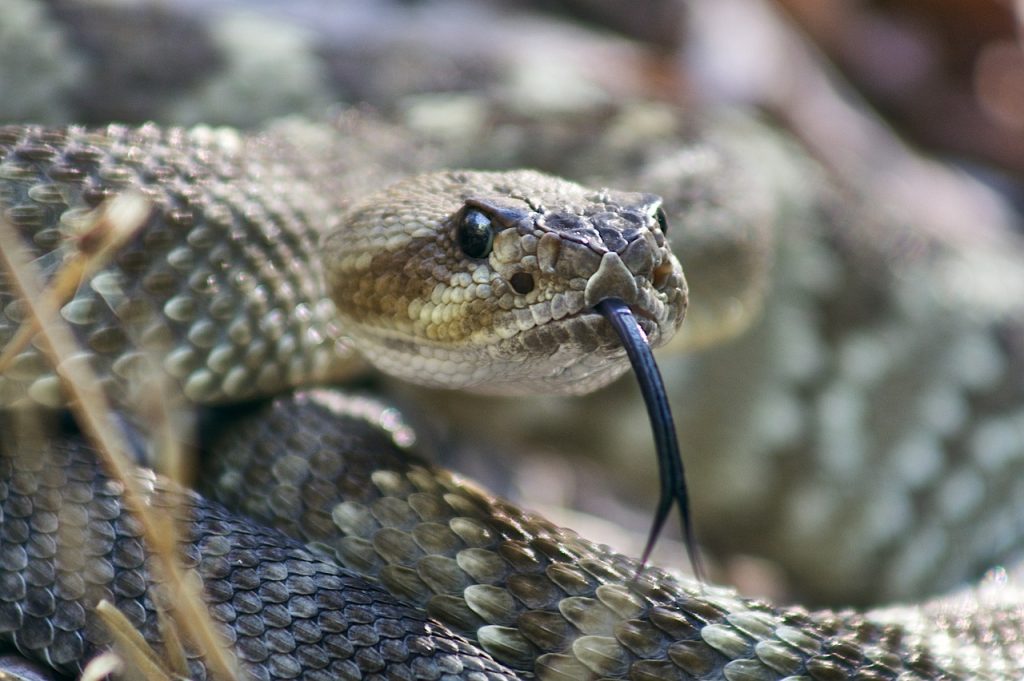 An image of a representative member of the pit viper subfamily, with its long, black, forked tongue outstretched, textured, keeled scales, dark eye stripe, heat sensing pits.