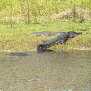 3 large alligators rest in the grass along the bank of the river.