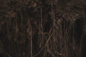 An image of loose soil with tree roots hanging amongst it.