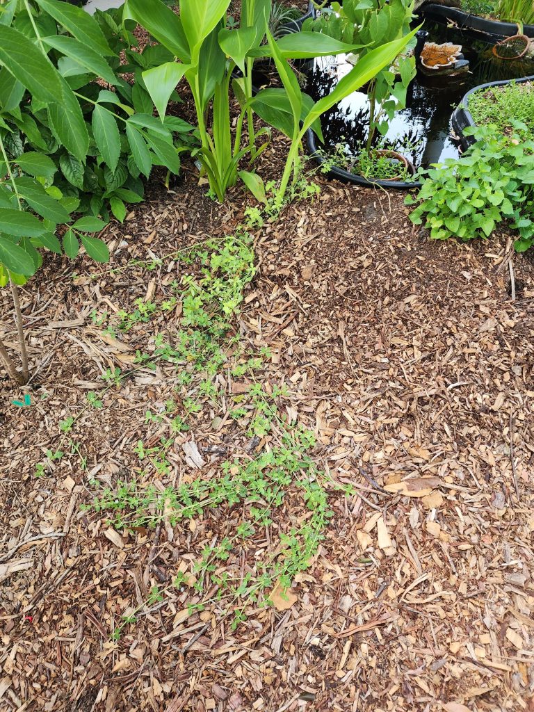 A cutting of Frogfruit placed in a water feature in our new Shade Garden Demonstration area has cascaded down in recent weeks. 