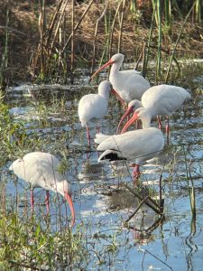 An image of several small white wading birds with long pink legs and long, sickle-shaped pink beaks stand in shallow water searching for food.
