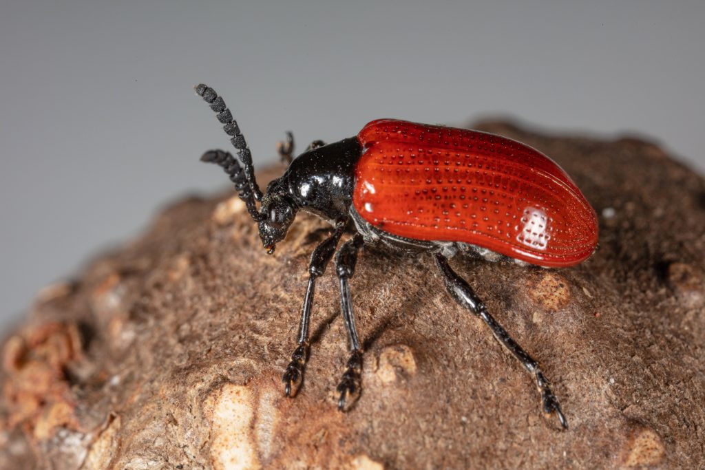 Adult Air Potato Beetle on Potato 