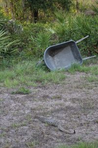 An image of an overturned wheelbarrow in a grassy yard, witch an elongated eastern diamondback rattlesnake slithering away.