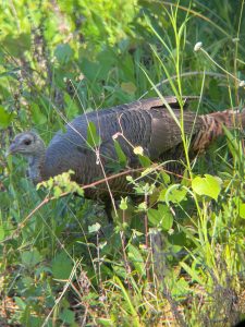 An image of a female turkey with a light brown colored head walking low amongst the brush.