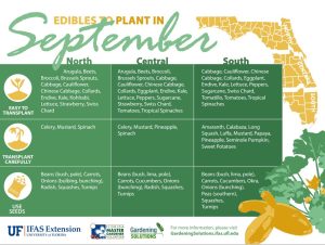 Late summer edibles to plant. Infographic of what edibles to plant in September.For the purposes of this planting calendar, “North Florida” refers to all of Florida north of State Road 40. “Central Florida” refers to the section of Florida between State Roads 40 and 70. “South Florida” refers to all of Florida below State Road 70. North Florida Easily transplant: arugula, beets, broccoli, Brussels sprouts, cabbage, cauliflower, Chinese cabbage, collards, endive, kale, kohlrabi, lettuce, strawberry, and Swiss chard. Transplant with care: celery, mustard, and spinach. Use seeds: beans (bush, pole), carrots, onions (bulbing, bunching), radish, squashes, and turnips. Central Florida Easily transplant: arugula, beets, broccoli, Brussels sprouts, cabbage, cauliflower, Chinese cabbage, collards, eggplant, endive, kale, lettuce, peppers, strawberry, sugarcane, strawberry, Swiss chard, tomatoes, and tropical spinaches. Transplant with care: celery, mustard, pineapple, and spinach. Use seeds: beans (bush, lima, pole), carrots, cucumbers, onions (bunching), radish, squashes, and turnips. South Florida Easily transplant: cabbage, cauliflower, Chinese cabbage, collards, eggplant, endive, kale, lettuce, peppers, sugarcane, Swiss chard, tomatillo, tomatoes, and tropical spinaches. Transplant with care: amaranth, calabaza, long squash, luffa, mustard, papaya, pineapple, Seminole pumpkin, and sweet potatoes. Use seeds: beans (bush, lima, pole), carrots, cucumbers, okra, onions (bunching), peas (southern), squashes, and turnips.