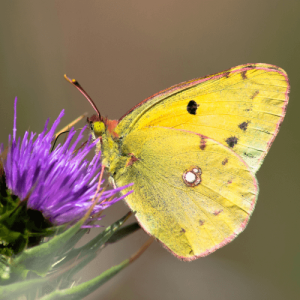 Sulphur butterfly feeds on nectar from thistle with its proboscis