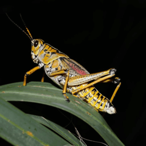 Eastern lubber grasshopper