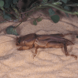Mole cricket