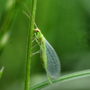 Lacewing
