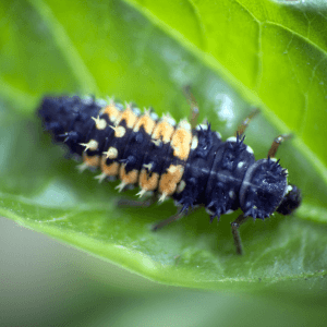 Ladybug larva