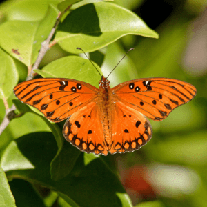 Gulf fritillary