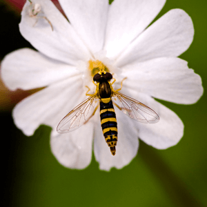 Hoverfly